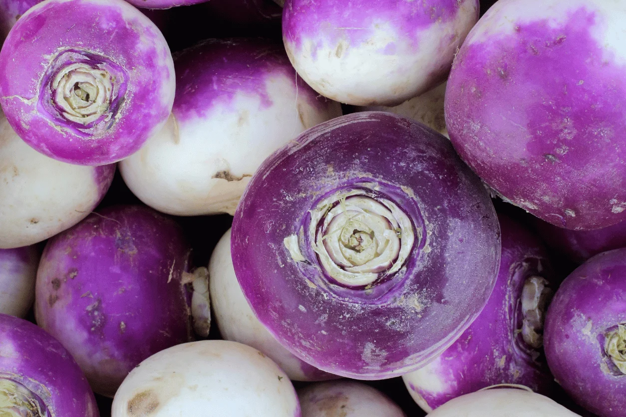 RAVE VIOLETTE NOUVELLE