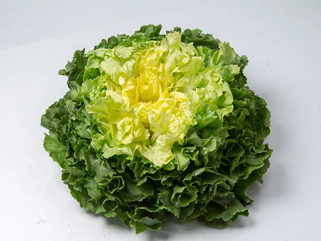 SALADE SCAROLE
