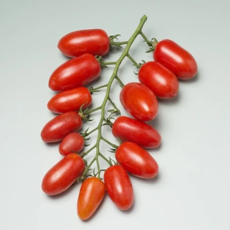 TOMATES CERISES ALLONGEES GRAPPES