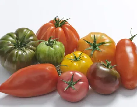 TOMATE saveur d'antan type allongée, ronde et côtelée
