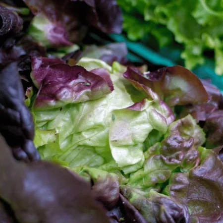 SALADE BATAVIA BRUNE