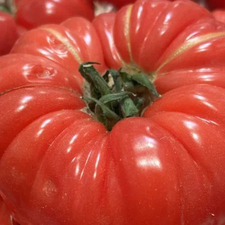 TOMATE COTELEE ROUGE