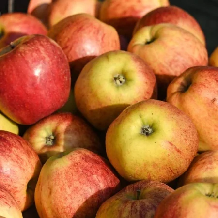 POMME PINOVA