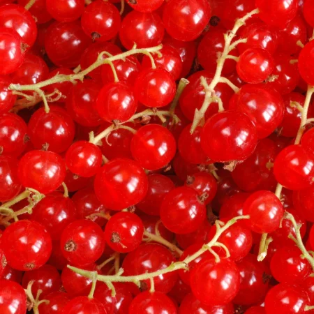 GROSEILLE 250GR