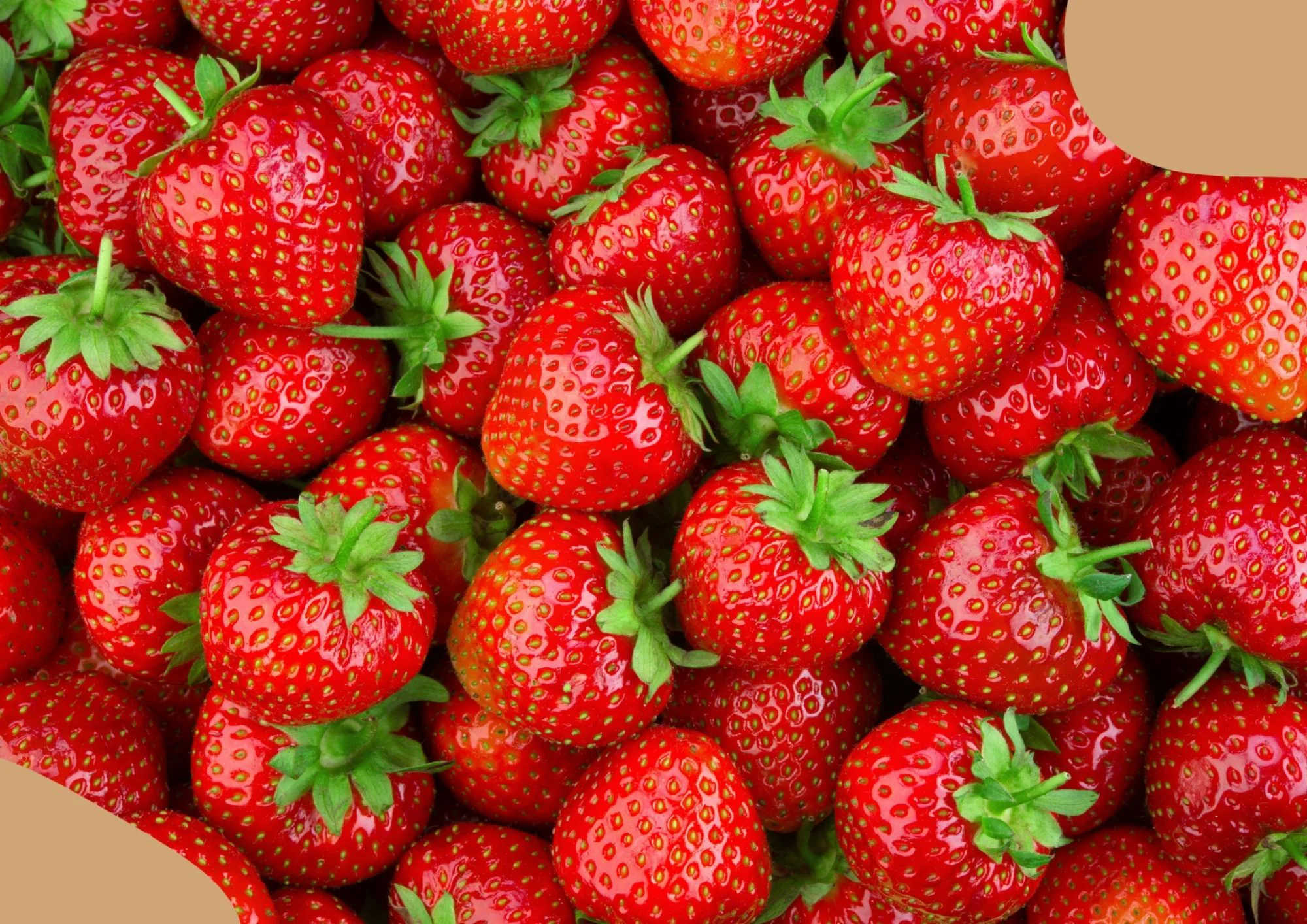 FRAISE Mara des bois 250Gr