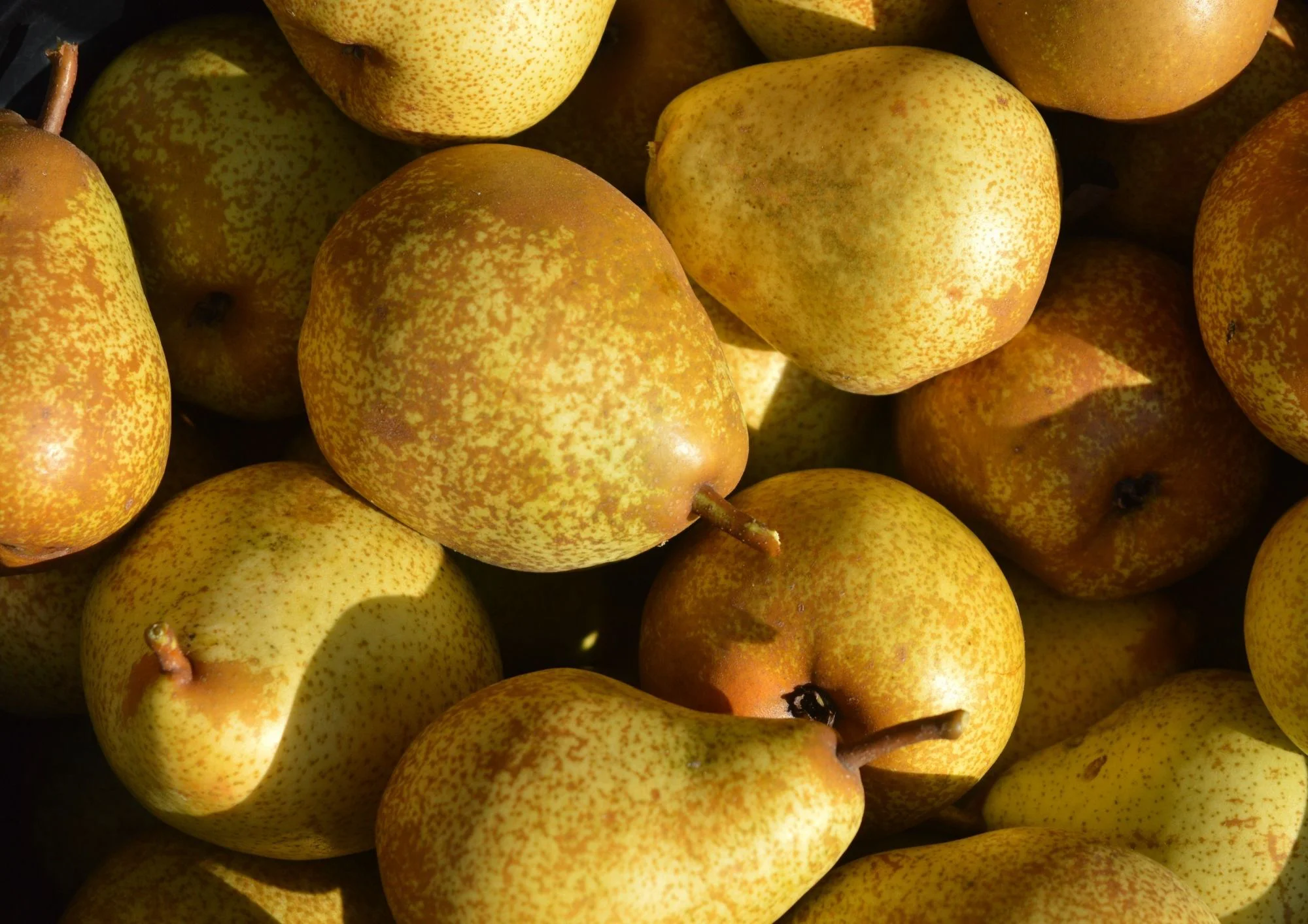 POIRE WILLIAM