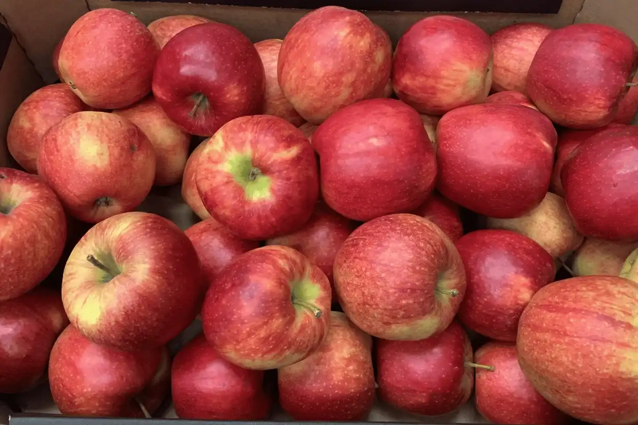 POMME CRIPSON 10KG de nos vergers