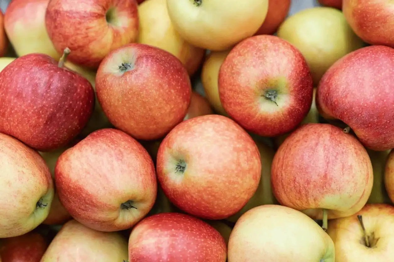 POMME ROYAL GALA 10KG