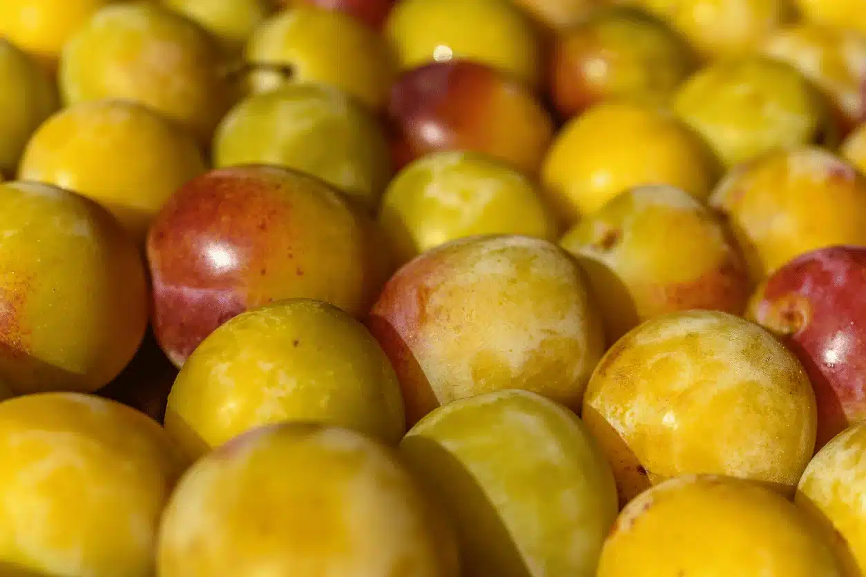 PRUNE JAUNE