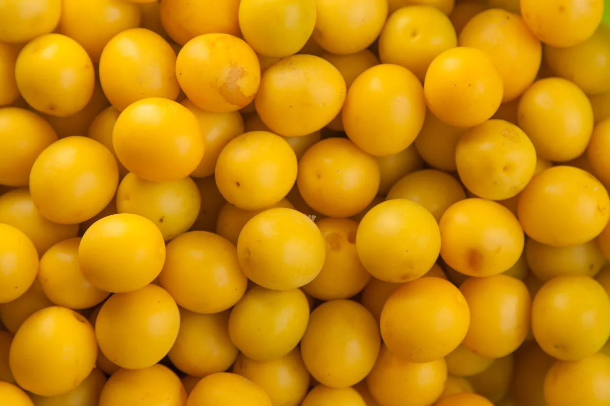 PRUNE JAUNE
