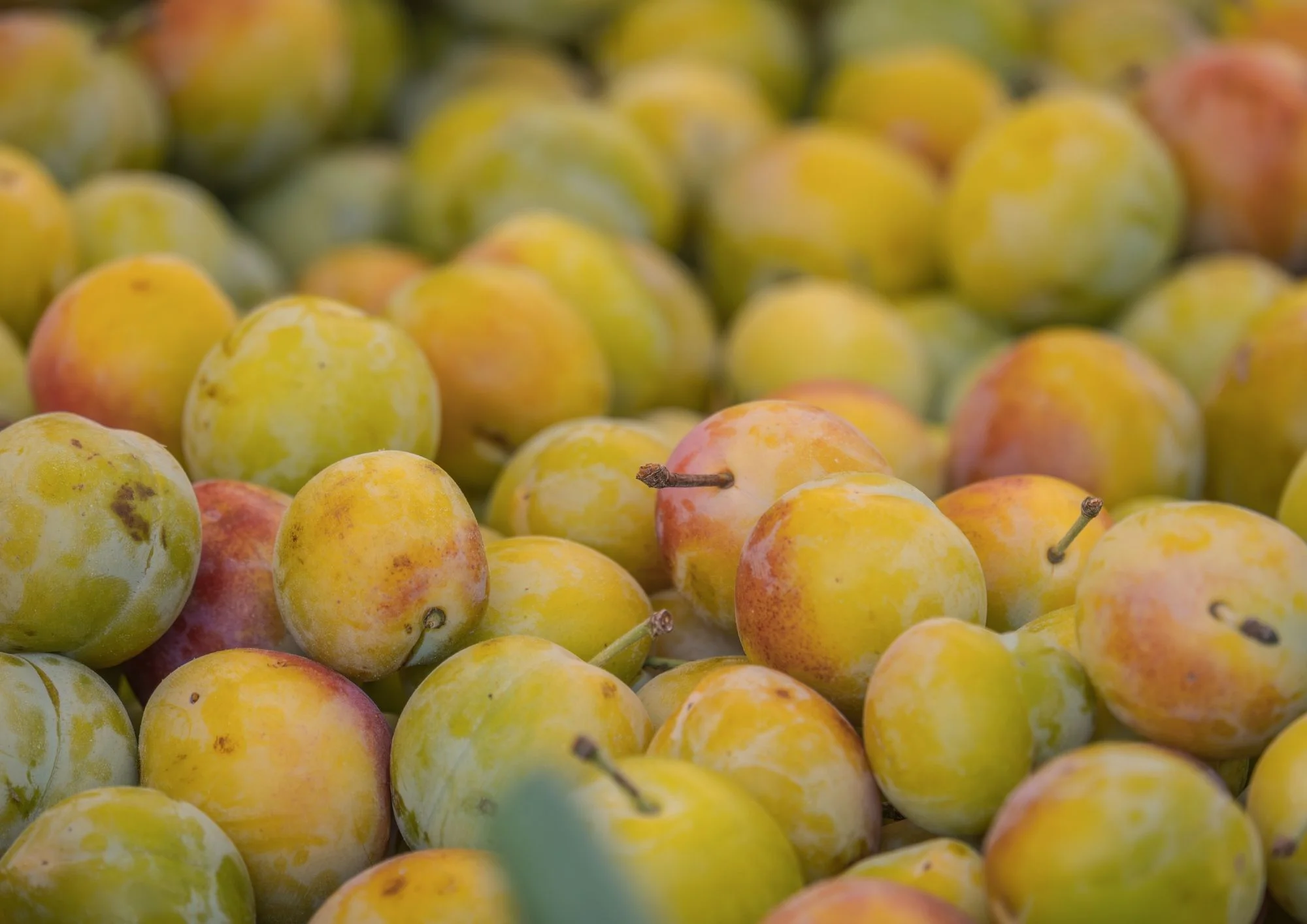 PRUNE MIRABELLE PANIER 1KG