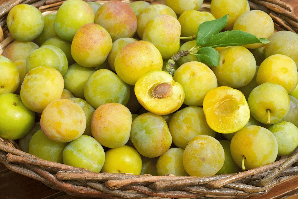 PRUNE REINE CLAUDE PANIER 1KG