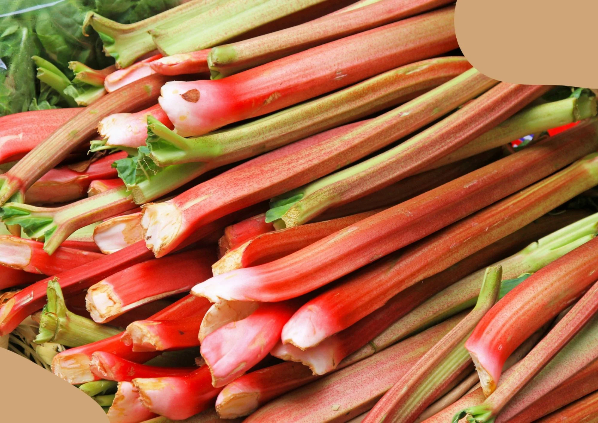 RHUBARBE