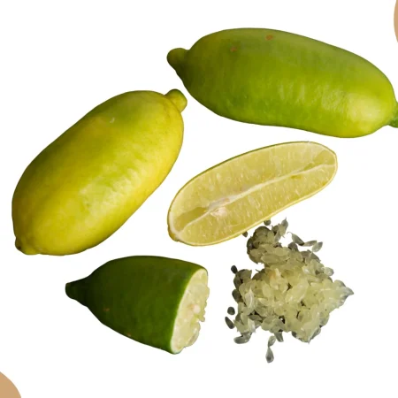 CITRON FEUILLE