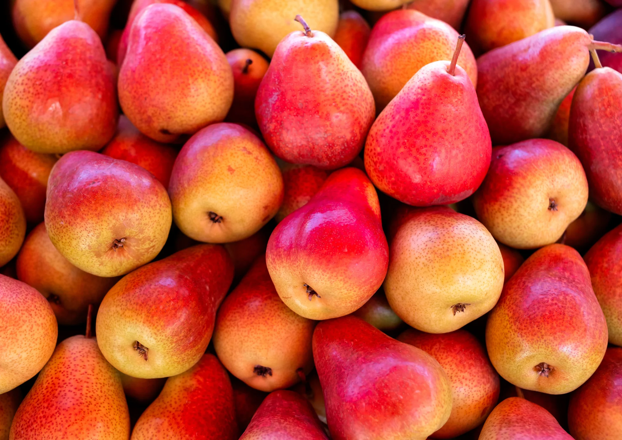 POIRE WILLIAM ROUGE