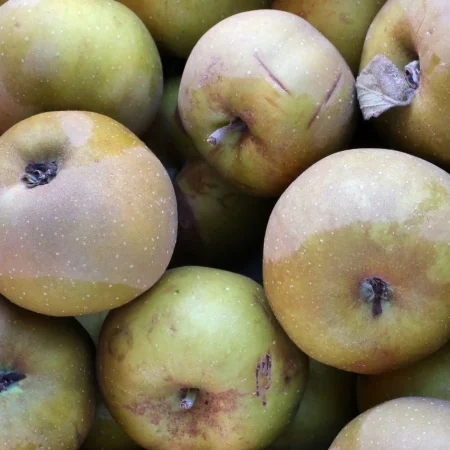 POMME CANADA GRISE 10Kg